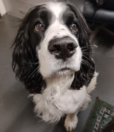 Diesel garage dog
